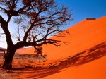 desert_arbre_careme2011