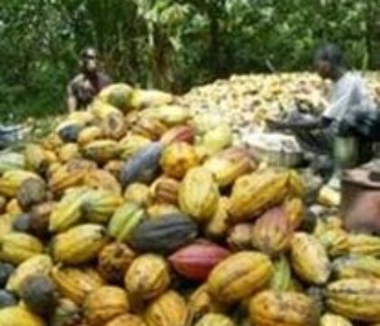 Côte d’Ivoire: l’industrie du cacao doit mettre fin au travail des enfants