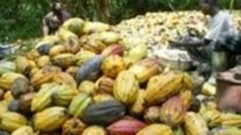 Côte d’Ivoire: l’industrie du cacao doit mettre fin au travail des enfants