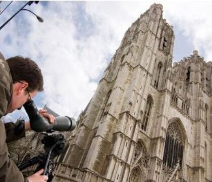 Faucons pèlerins haut perchés