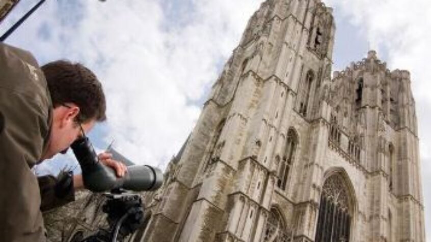 Faucons pèlerins haut perchés