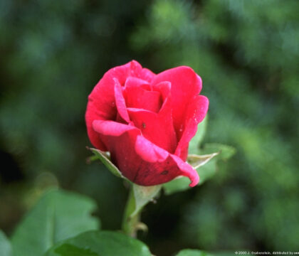 « Aimer durablement n&rsquo;est pas plus naturel à l&rsquo;Homme que la rose au jardin »