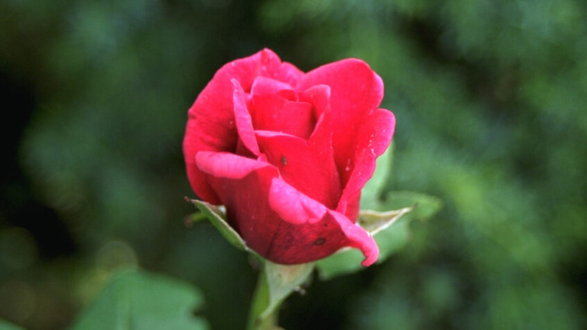 « Aimer durablement n&rsquo;est pas plus naturel à l&rsquo;Homme que la rose au jardin »