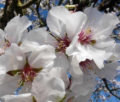 « Des fleurs blanches pour le Christ », protestation pacifique sur les Champs Elysées