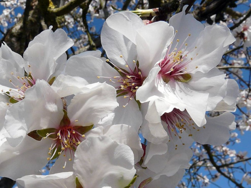 fleurs_blanches