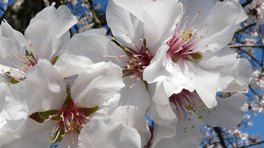 « Des fleurs blanches pour le Christ », protestation pacifique sur les Champs Elysées