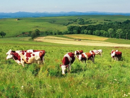 vaches