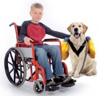 dyadis_chien_handicapé