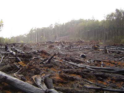 deforestation amazonie