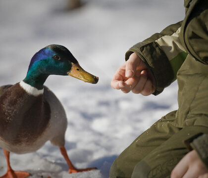 Le petit canard malingre