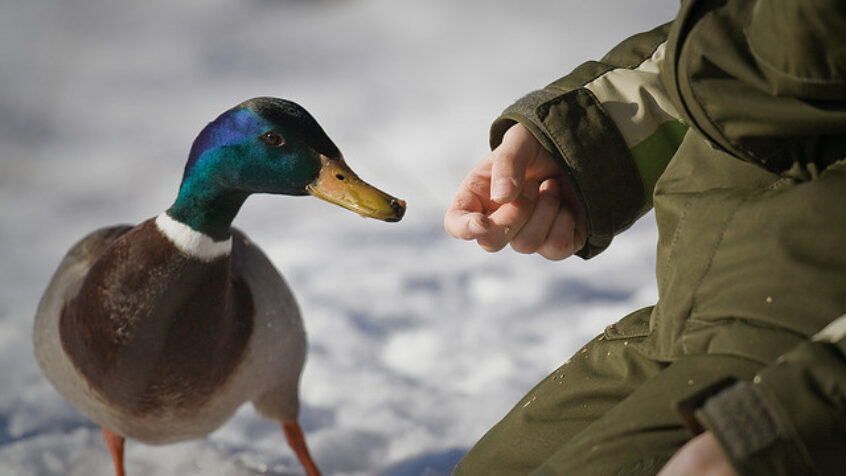 Le petit canard malingre