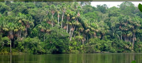 Amazonie
