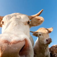 vaches