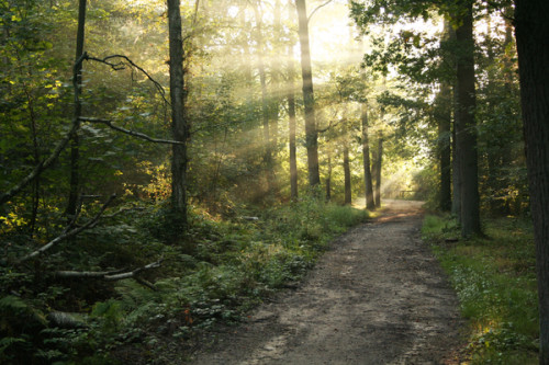 Chemin forêt lumière_2