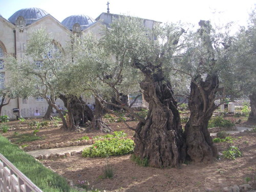 Jérusalem - le Mont des oliviers