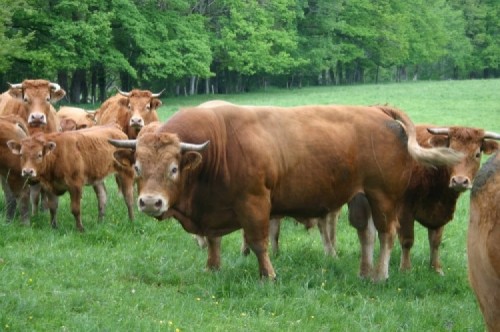 taureau