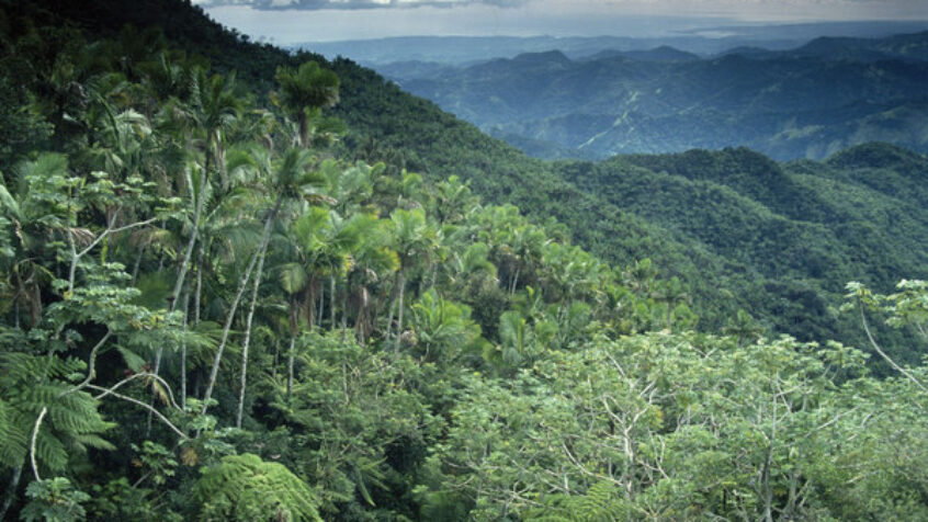 Vers un synode pan-amazonien?