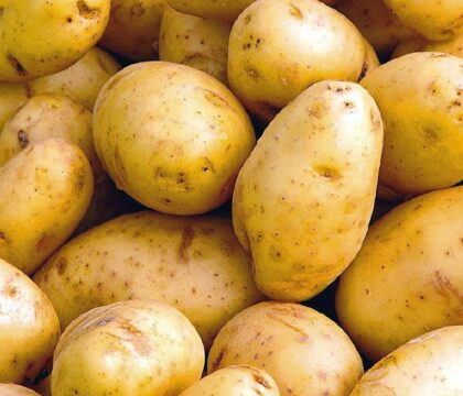 Belgique : Trop de patates tue la patate