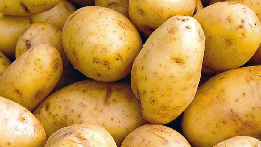 Belgique : Trop de patates tue la patate