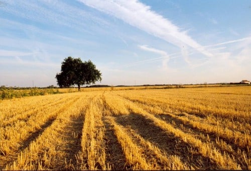 moisson