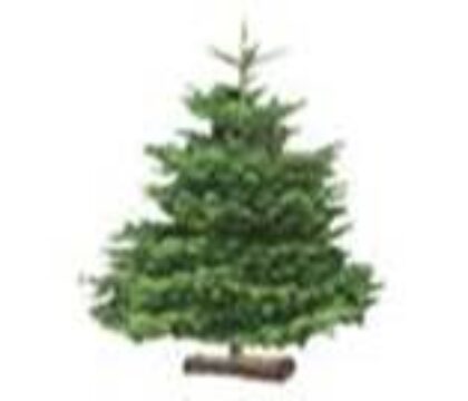 Les sapins du Silex pour aider l’intégration des handicapés