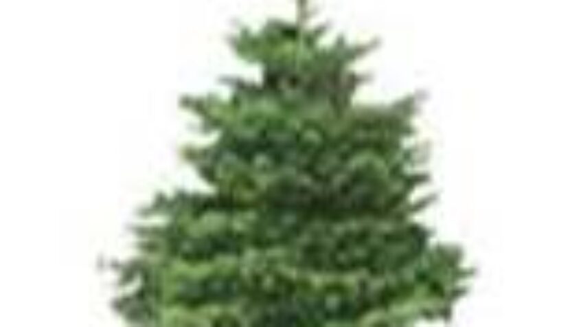 Les sapins du Silex pour aider l’intégration des handicapés