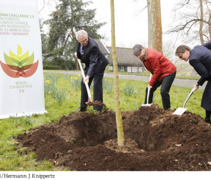 Près de 60 millions d&rsquo;hectares de forêts réhabilités