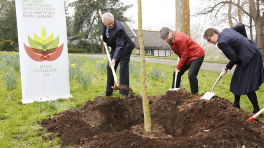 Près de 60 millions d&rsquo;hectares de forêts réhabilités