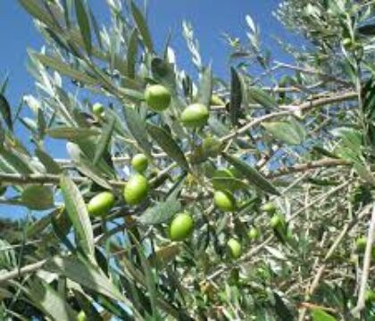 Un chemin de croix pour protéger les oliviers du sud de l’Italie
