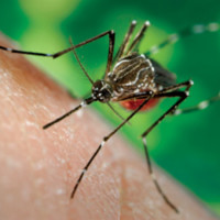 Chikungunya-virus