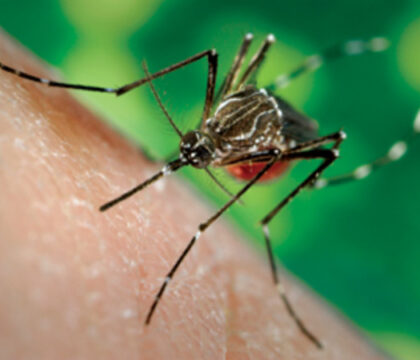 Colombie – 25.000 enfants contaminés par le virus du chikungunya