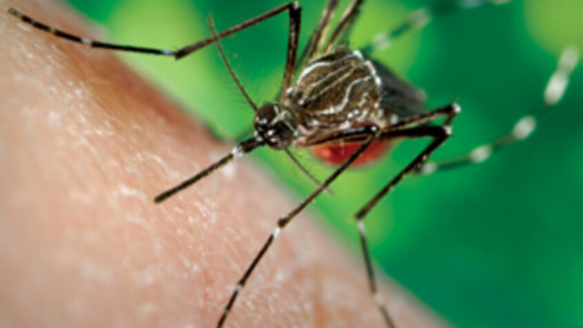 Colombie – 25.000 enfants contaminés par le virus du chikungunya