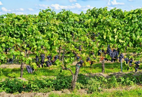 grapes-453107_640