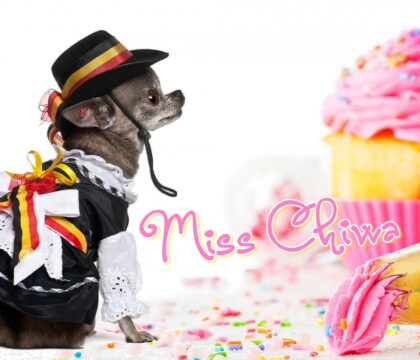 Une cérémonie religieuse pour un chihuahua !