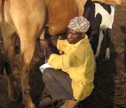 Crise du lait : les producteurs africains solidaires