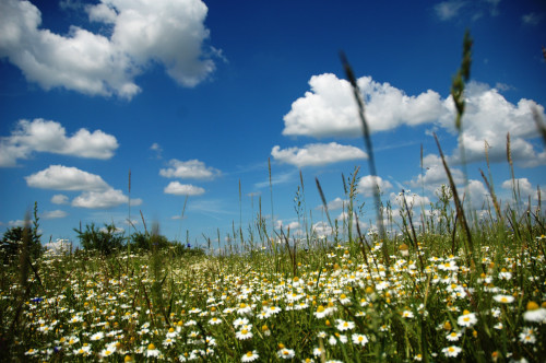 champ de fleurs