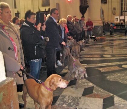 Chiens, chats, chevaux et… chèvre pour la messe de Saint-Hubert à la cathédrale