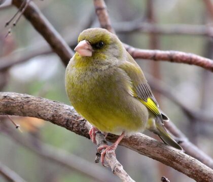 Nature: devine qui vient manger au jardin?