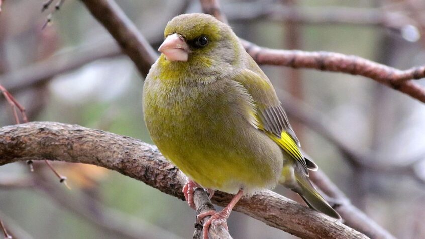 Nature: devine qui vient manger au jardin?