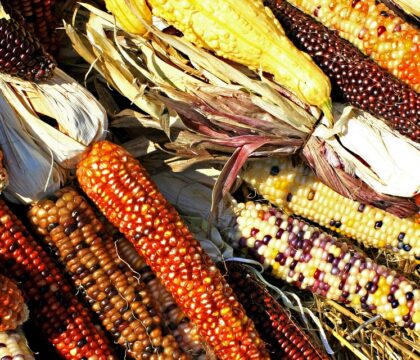 Biodiversité: les scientifiques belges sonnent l&rsquo;alarme