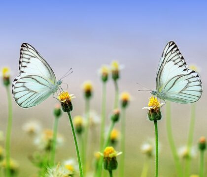 NATURE: un weekend pour papillonner au jardin