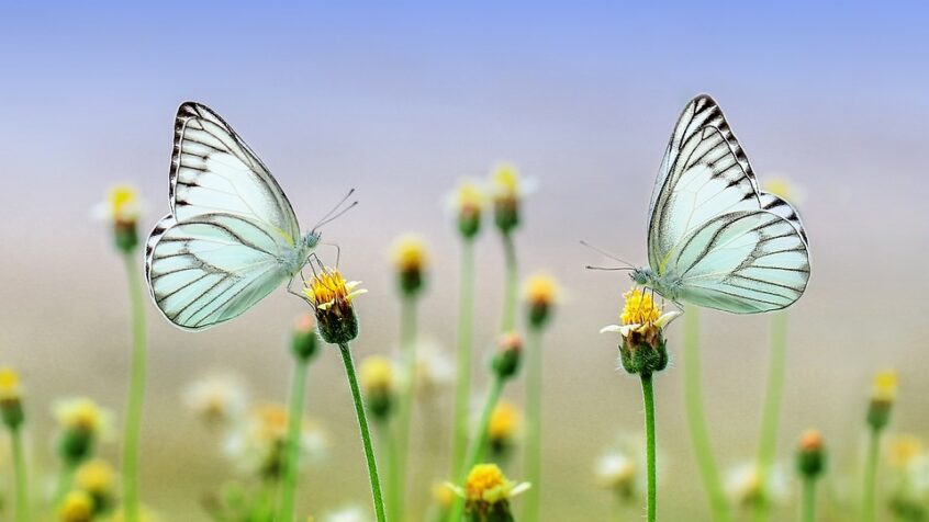 NATURE: un weekend pour papillonner au jardin