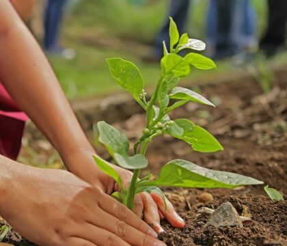 Aux Philippines, 25.000 arbres plantés en souvenir des victimes de la guerre contre la drogue