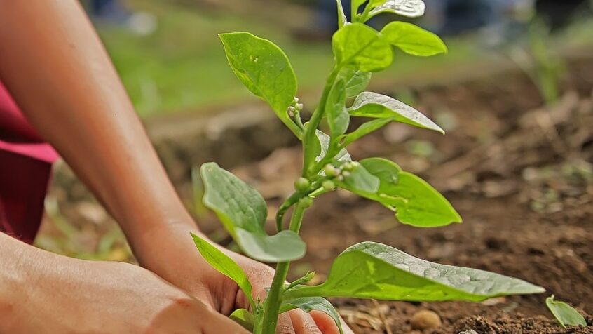 Aux Philippines, 25.000 arbres plantés en souvenir des victimes de la guerre contre la drogue