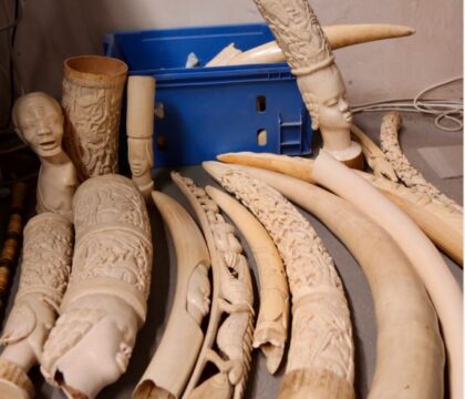 Succès pour la collecte d&#8217;objets en ivoire