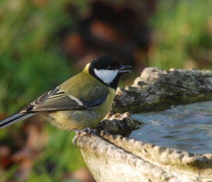 Devine qui vient manger au jardin ?