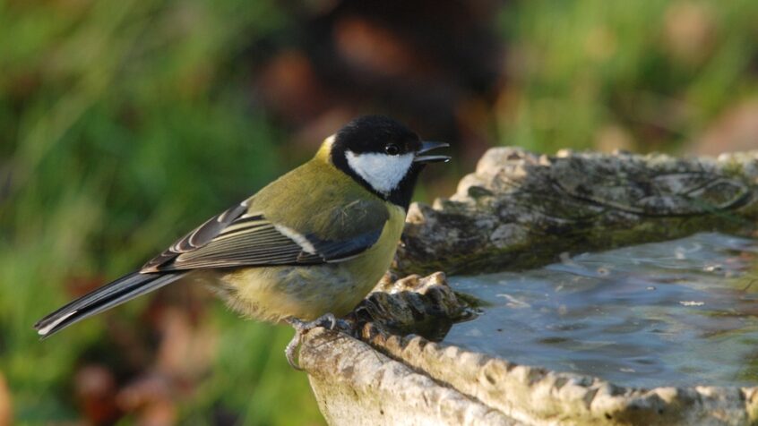 Devine qui vient manger au jardin ?