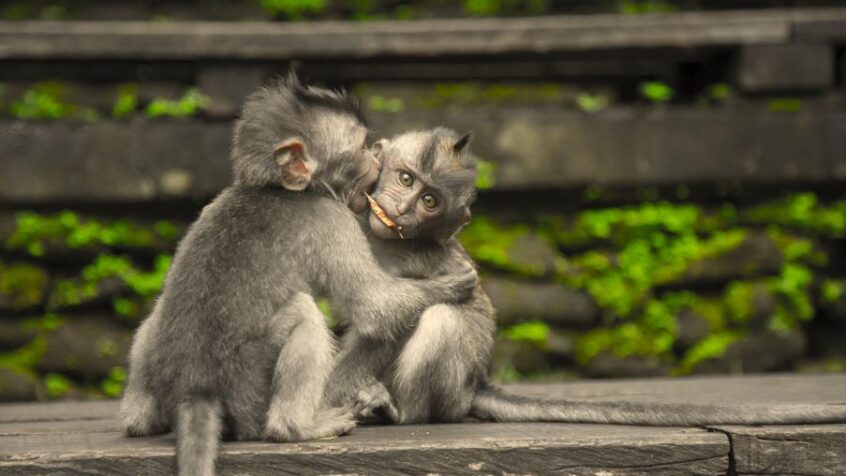 Un animal parmi les autres ?