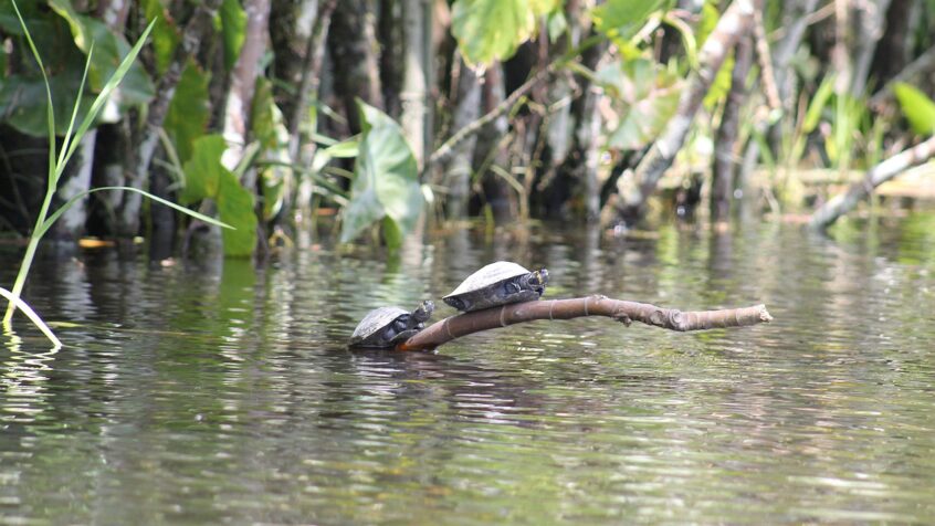 Synode sur l’Amazonie : 87.000 personnes ont participé aux réunions préparatoires
