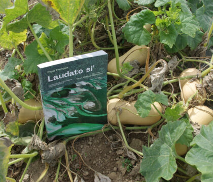 Sur le terrain : Cultiver Laudato si’